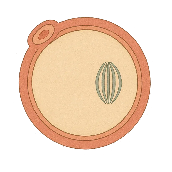 An illustration of a mature human egg