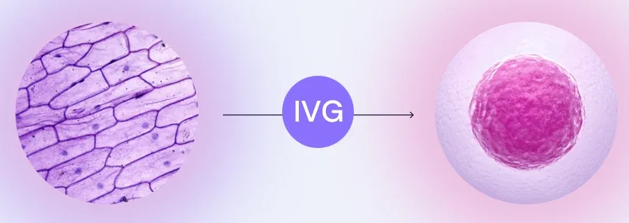 An illustration showing IVG transforming regular cells into a human egg